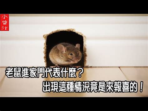 路上看到老鼠